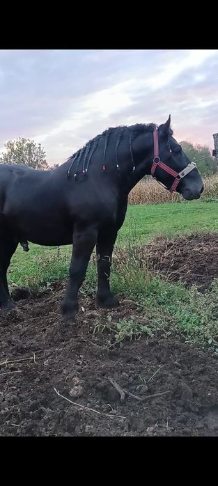 Vând mânză neagră