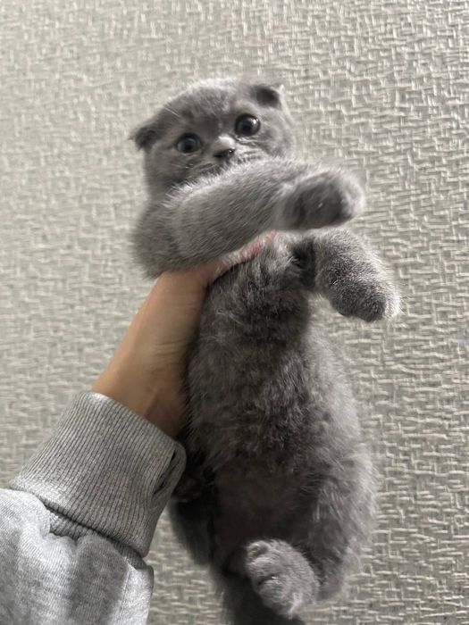 Skottich fold narxi keliwilad