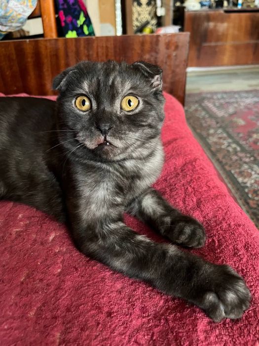 Скидка! Породистые котята продам срочно
