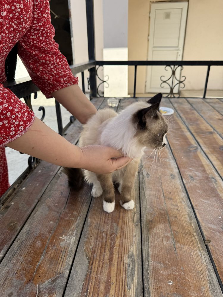 Кошка Пародо Регдолл