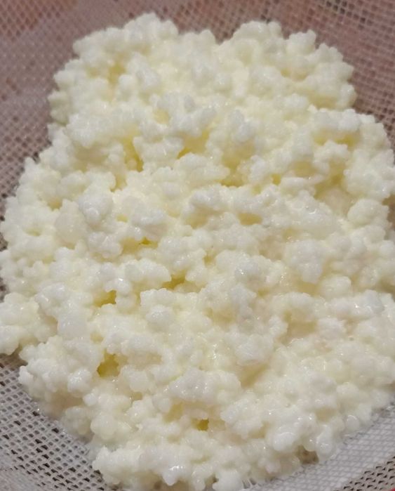 Kit granule kefir (chefir) cu instrucțiuni  pentru începători