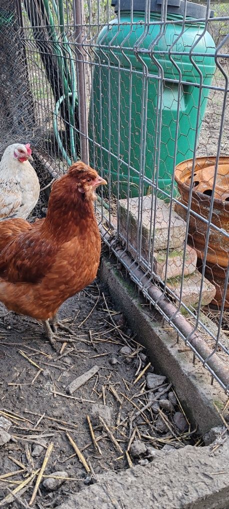 Vând oua proaspete de găini de rasa Araucana pentru  incubat