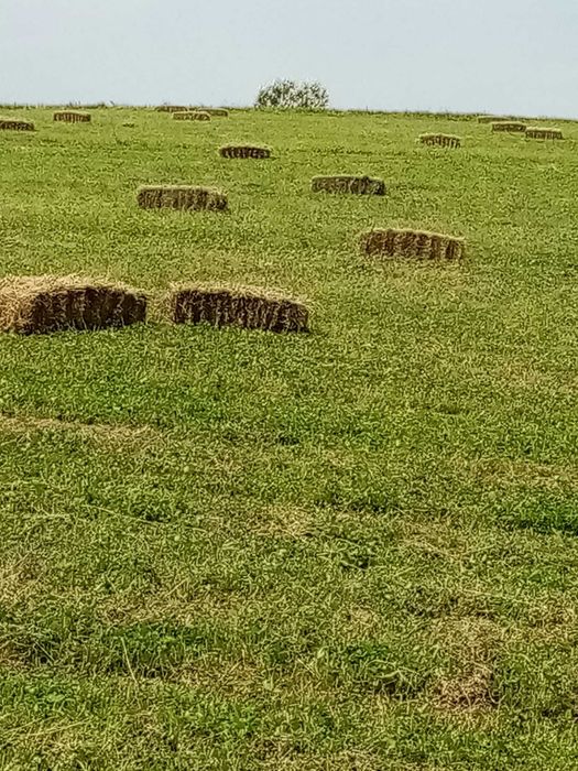 Baloți fân, trifoi prima coasă - Dragomirești Neamț
