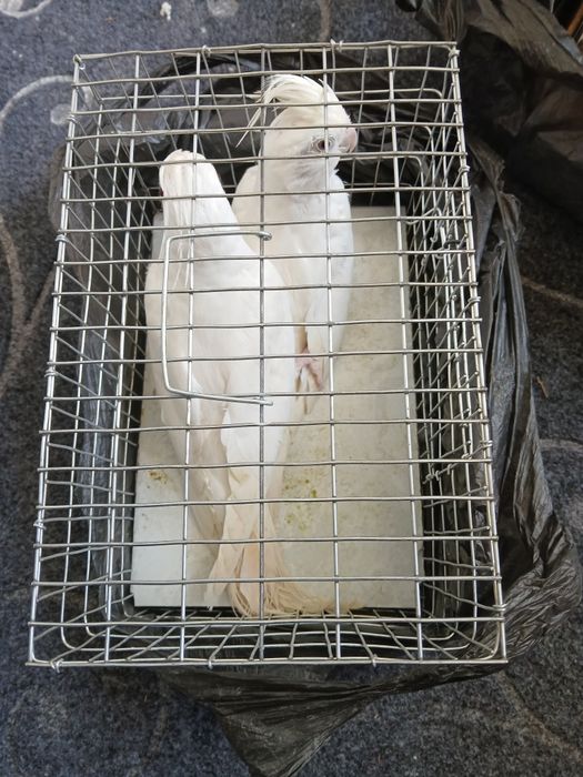 1 juft dubay karella sotiladi narxi 600 ming