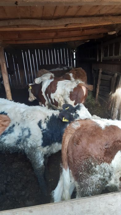 Vand 13 tāuras frumos