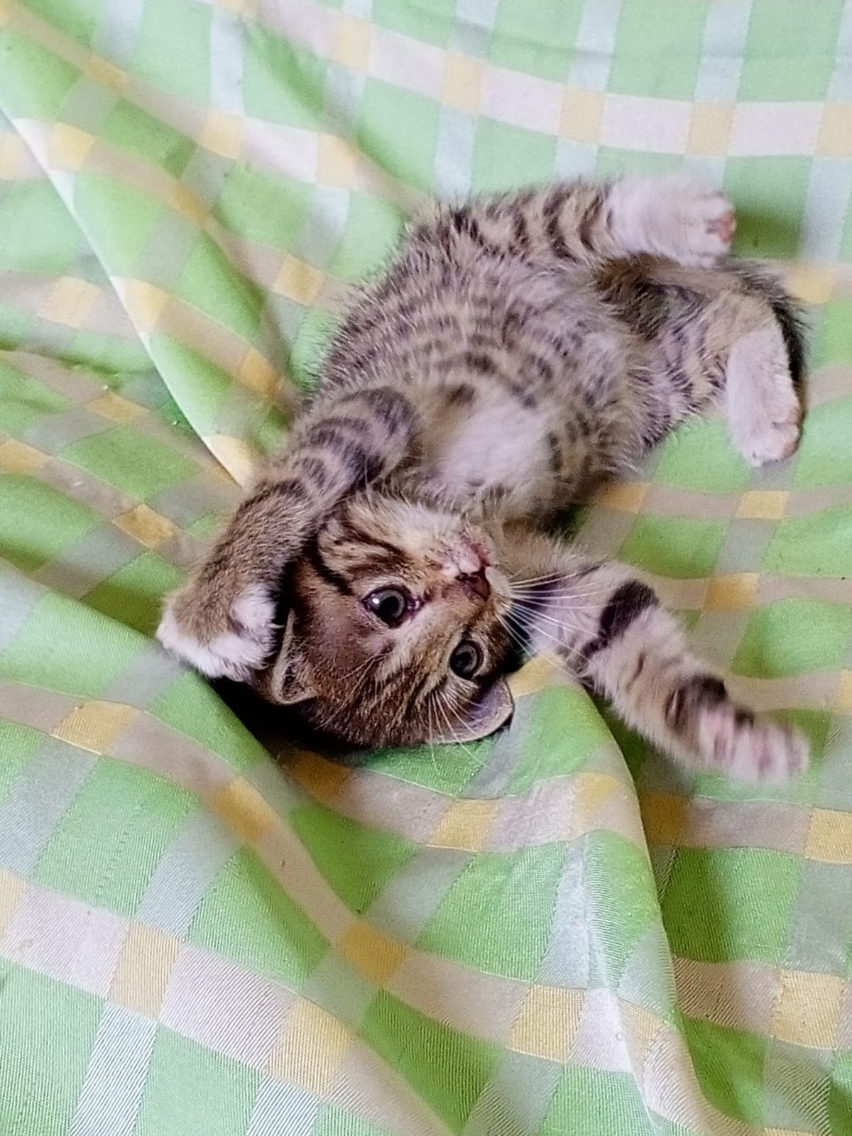 Отдам котят бесплатно