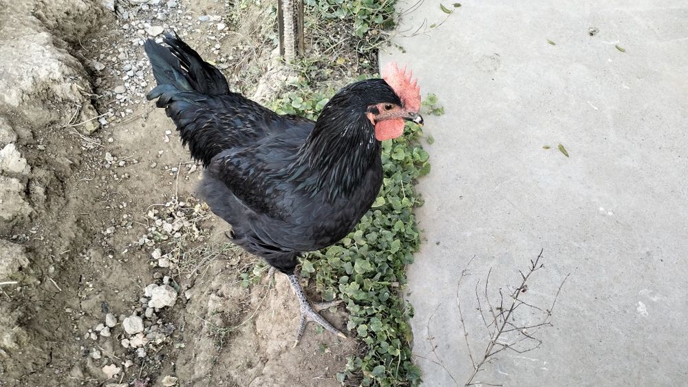 Қора шағзода жўжалари хўроз