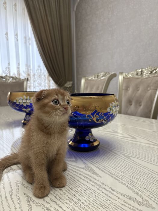 Продаются породистые котята скотиш фолд