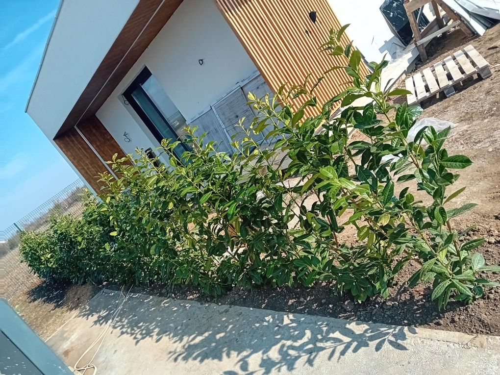 Prunus photinia evonimus de terasă