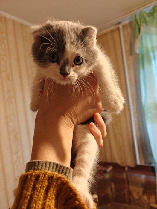 Милые котята и их мамочка ищут дом
