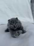 Scottish Fold disponibila!