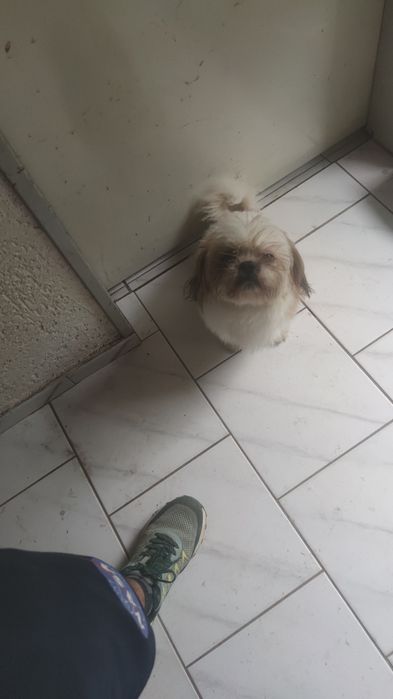 Se donează câine shi tzu în Târgu Mureș