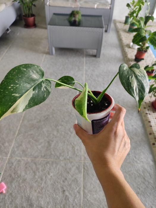 Монстера тайское созвездие детка