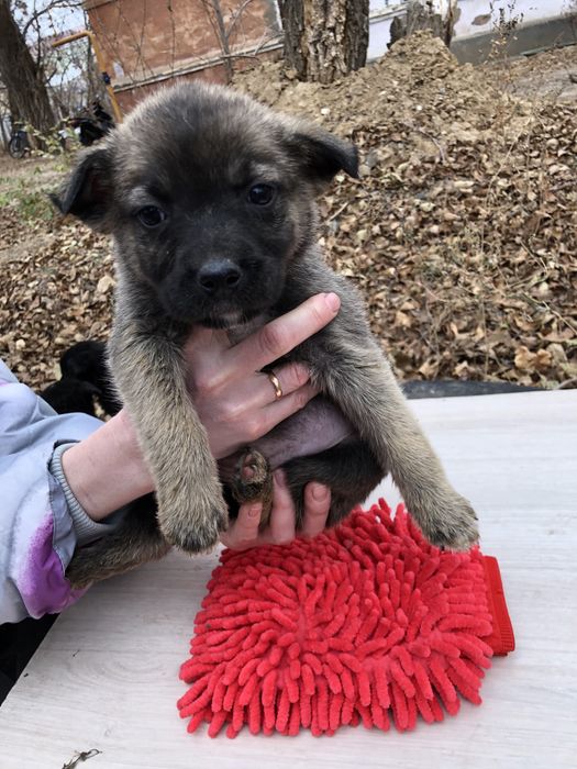 Щенки маленькие, ищут дом! люди забрали 5 осталось 11