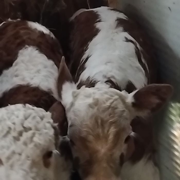 Vand 2 Vitei baltati