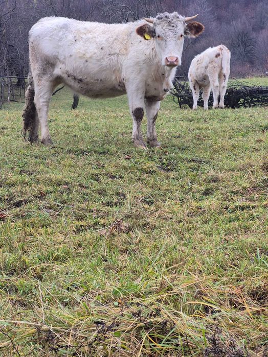 Vand 5 juninci sau schimb cu oi