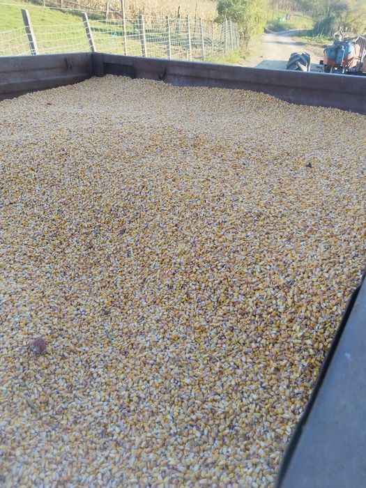 Porumb boabe cantități mari și mici