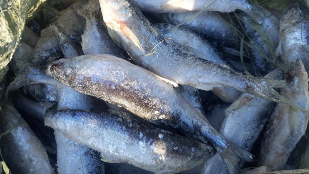 Продаем свеже мороженную рыбу, только оптом, с докуметами .