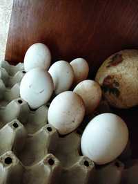 Ouă de gâscă pt consum sau incubat
