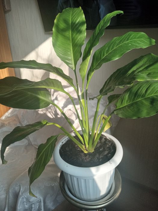 Продам Спатифиллум.