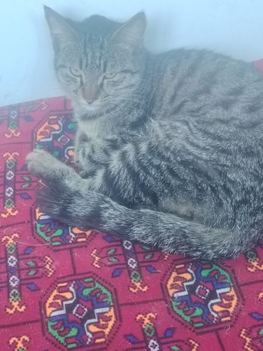 Жуда окилли пишик