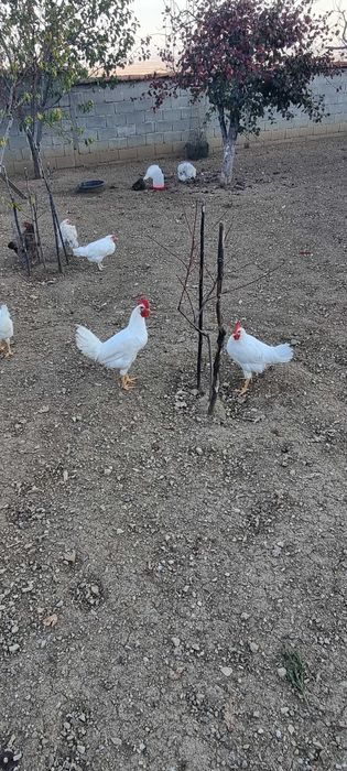 Петли бял легхорн 4 броя