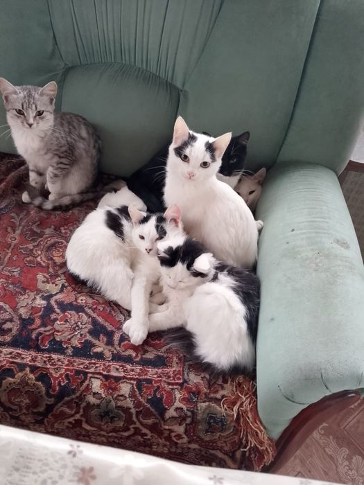 Милые котята ищут дом!