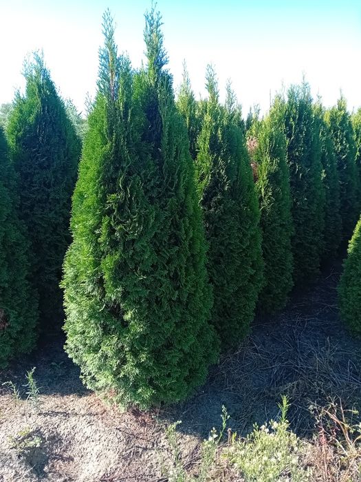 Vând tuia thuja smaragd diferite dimensiuni direct producător