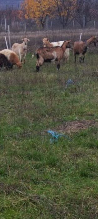 Vând 4 capre și 2 iedute