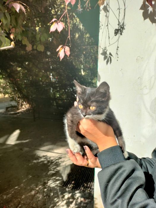 Котенок девочка ищет дом