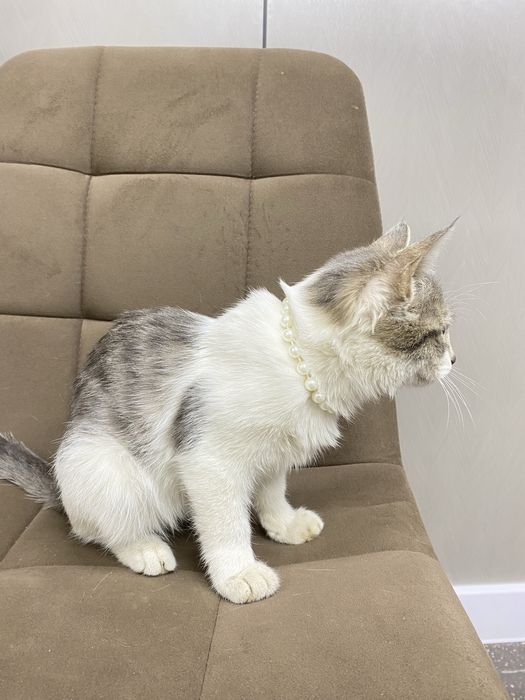 Котенок девочка