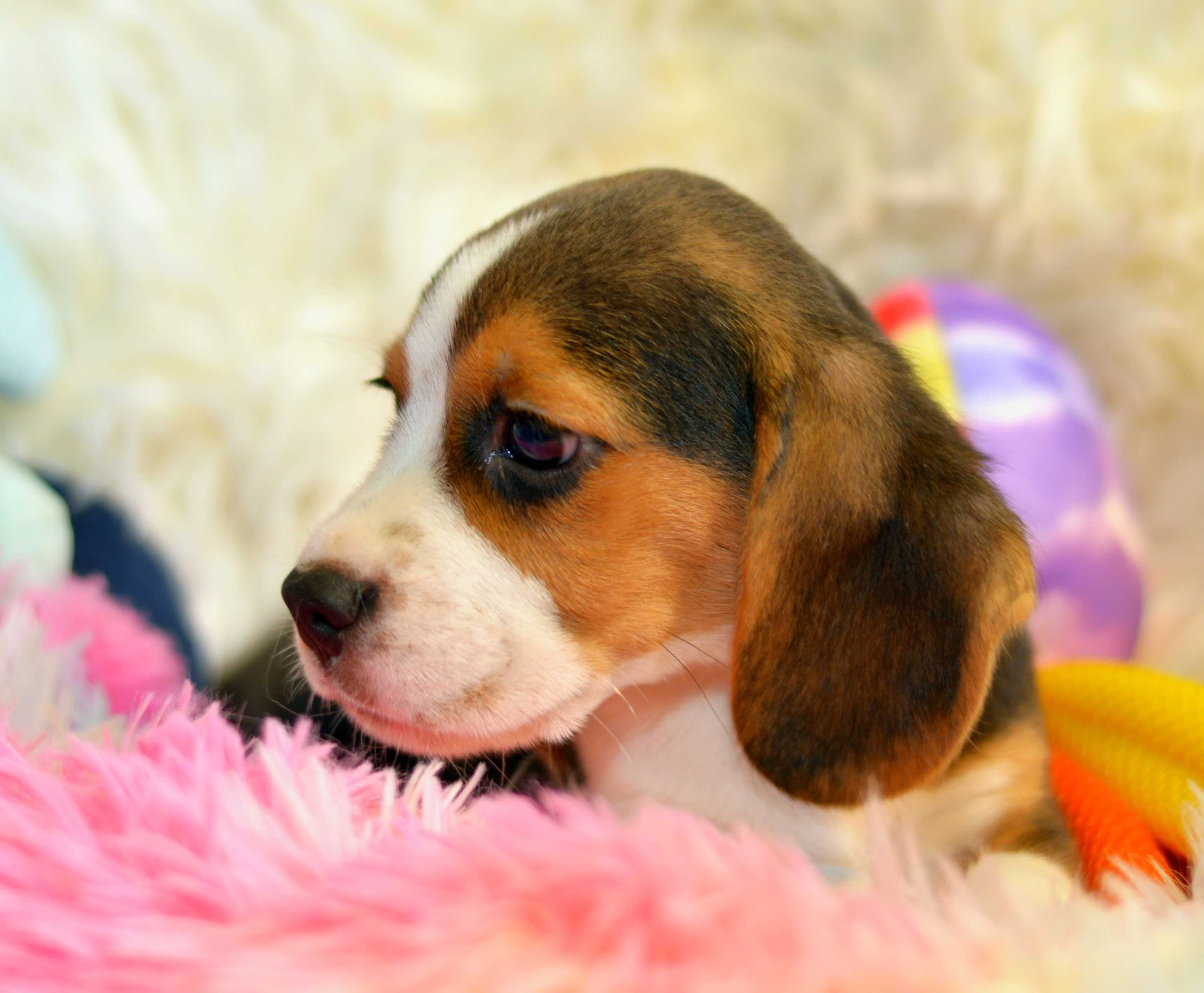 Pui Beagle tricolor din parinti cu pedigree