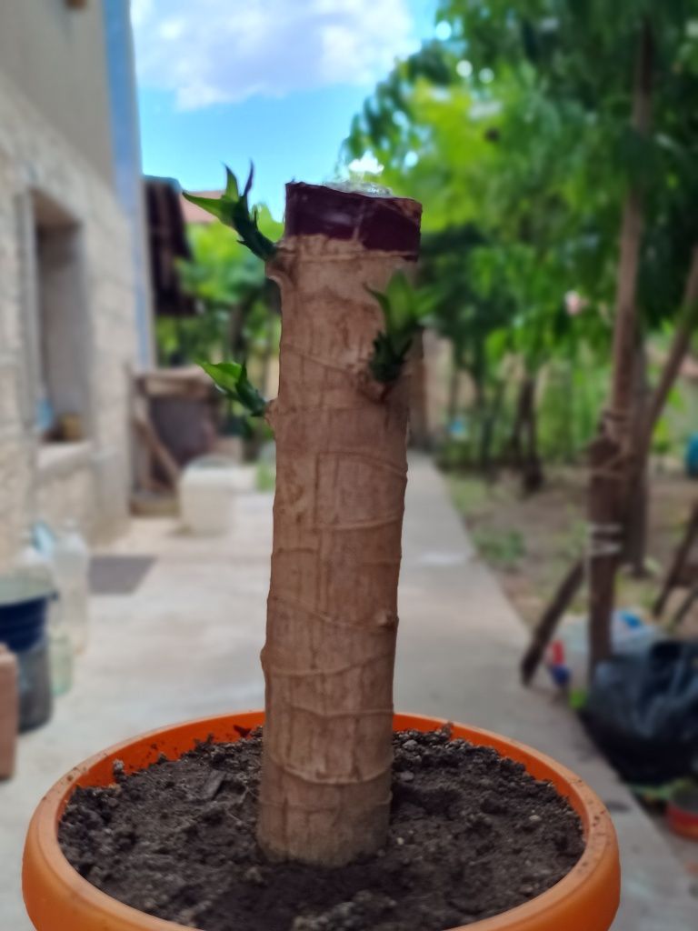Tronco de Brasil