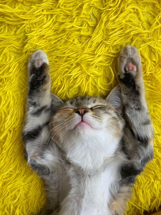 Отдам ласковую кошечку