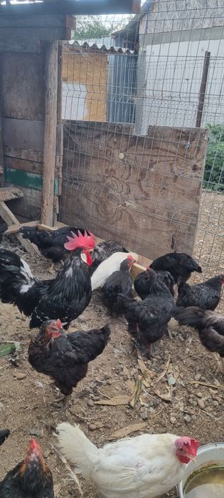 Vând găini italiene negre