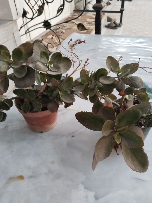 Комнатные цветы каланхоэ