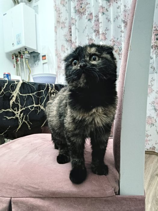 Продам молодого котенка вислоухого трёх цветного