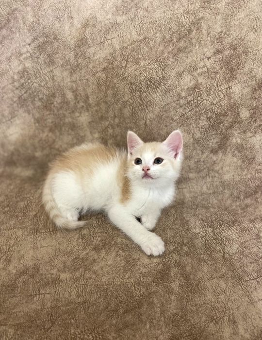 Скоттиш фолд и Скоттиш страйт