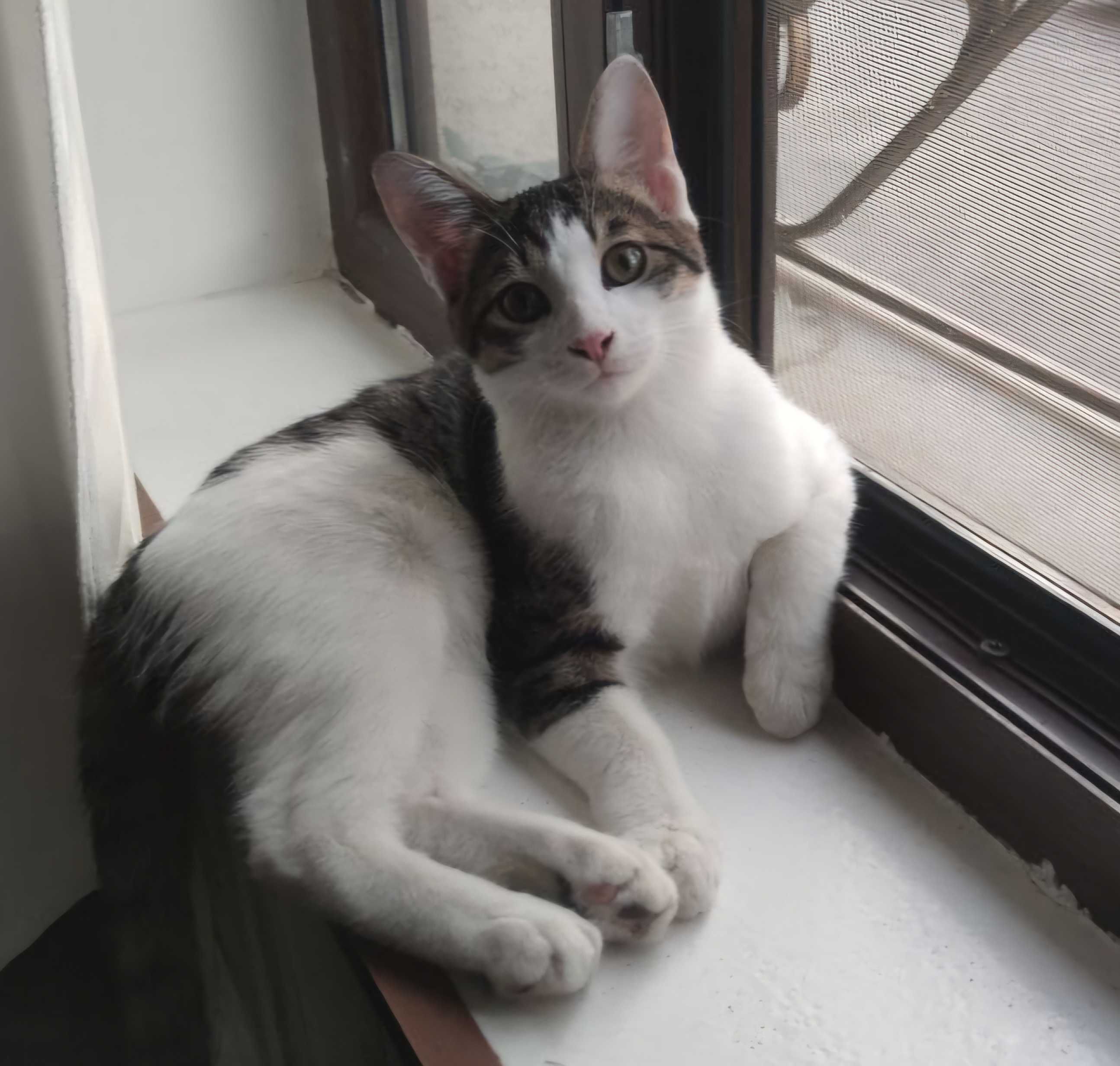 Отдаём кошку и котика в хорошие руки