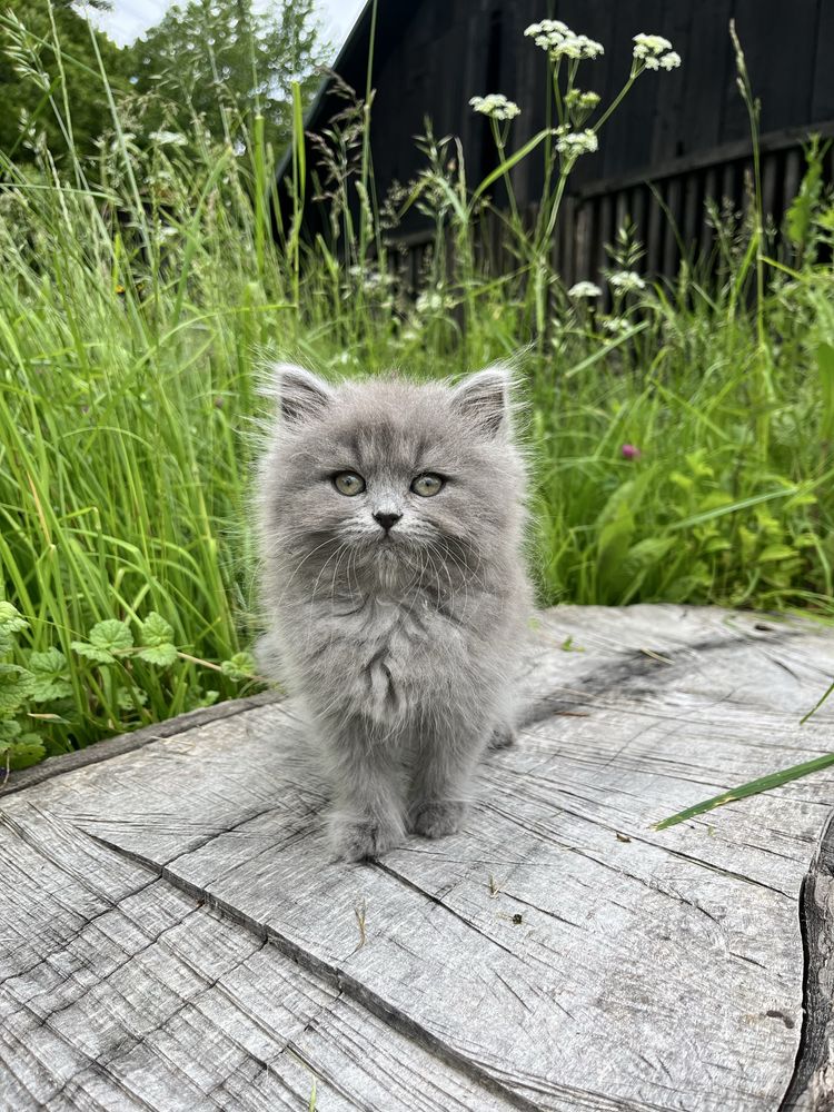 Pui British Longhair