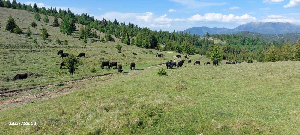 Vand teren 47.8 HA intravilan + extravilan Moisei/Viseu