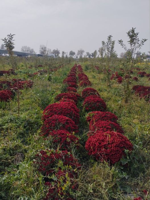 Xrizantema globus. Gullar.