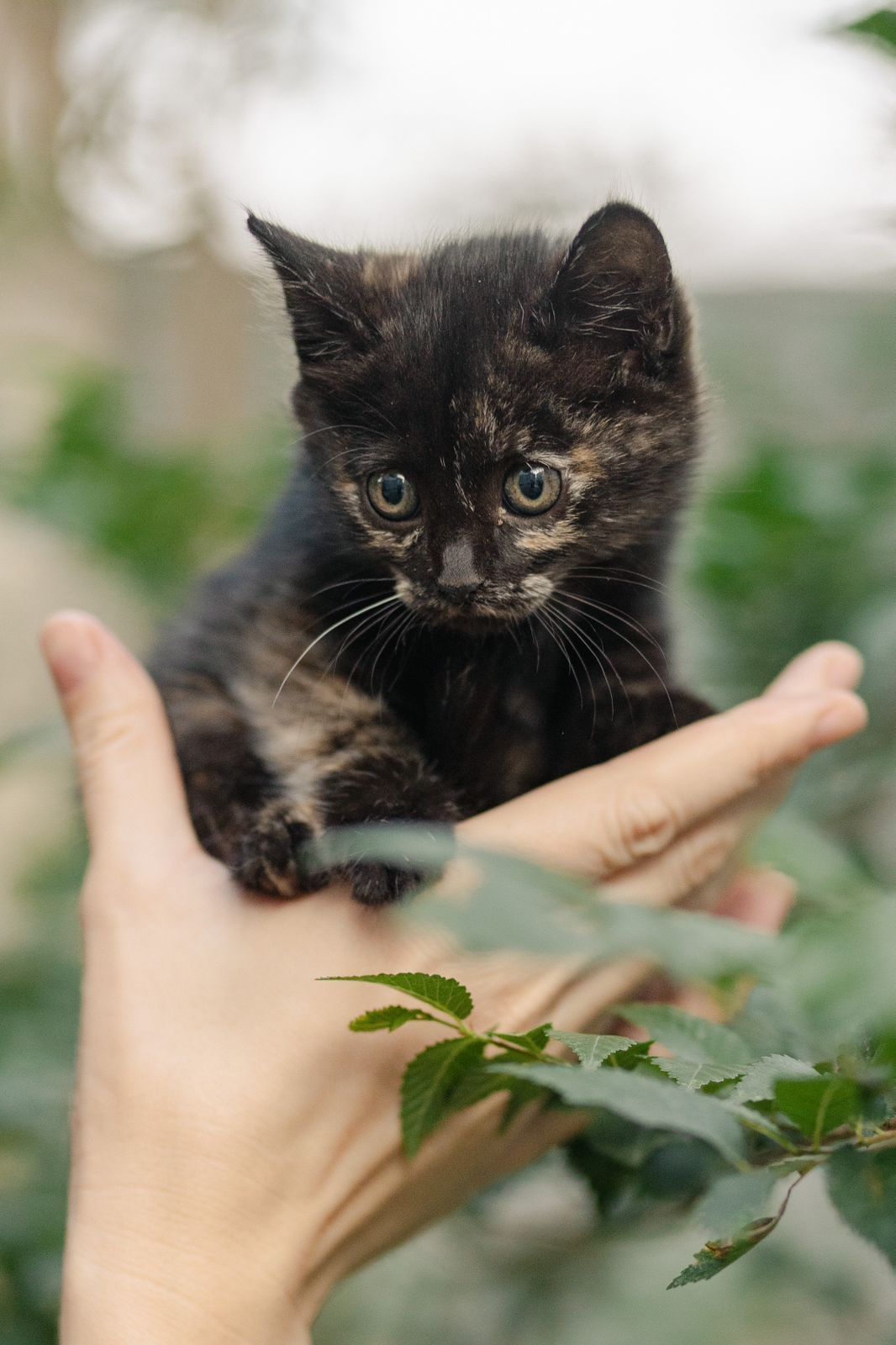 Котята ищут любящую семью