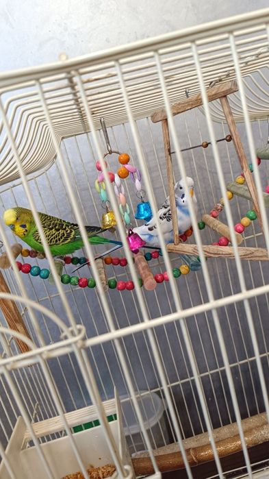 Продам 2ух волнистых выставочных попугайчиков  с клеткой