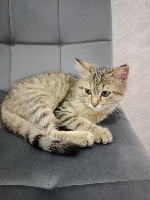 Одам в добрые руки, красивый,игривый,к латку  прилучин