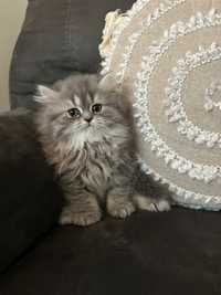 Pui pisica persana