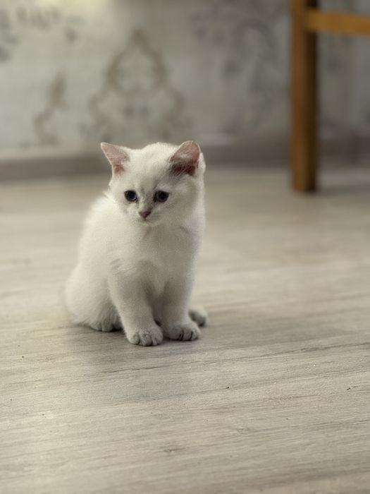 Mushuk bolalari Zalatoy shinshilla strayt