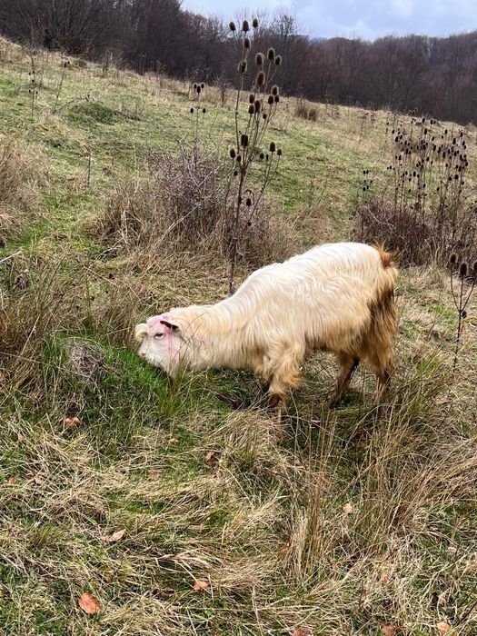 Vand 5 capre și un țap sannen
