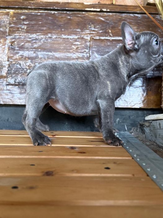 Femela bulldog francez blue