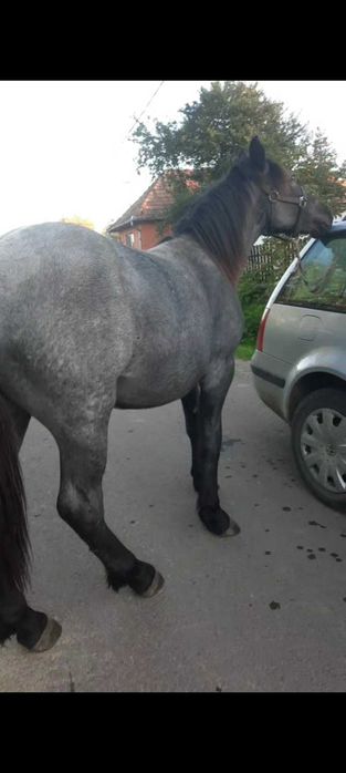 Vand sau schimb manz de un an și 4 luni